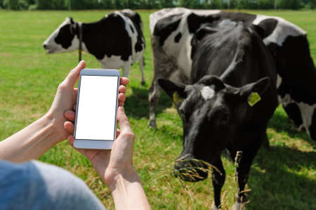 Smartphone mockup in female hands. Against the background of cows and the sky and green grassの写真素材