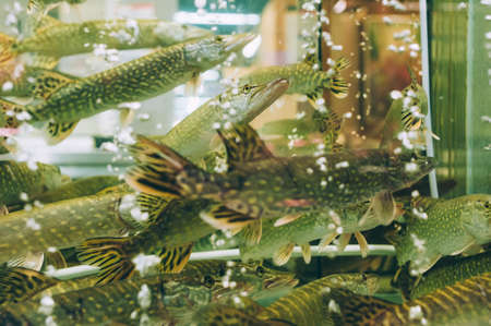 The fish swims in the aquarium in the supermarketの写真素材
