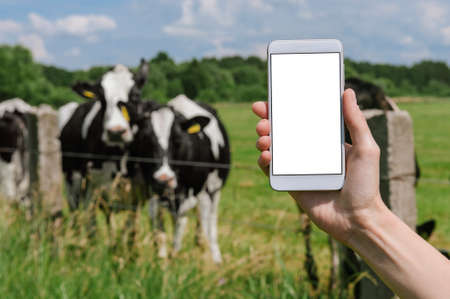 A mock-up of a smartphone in a girl's hand. Against the background of cows and the sky and green...