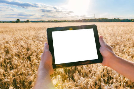 Close-up, mock-up tablet in the hands of a man. Against the background of a field with ears of wheat in sunny weatherの写真素材