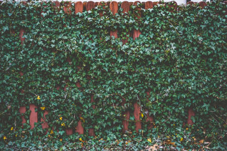 A green plant weaves over a brown wooden fenceの写真素材