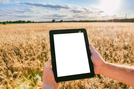 Close-up, mock-up tablet in the hands of a man. Against the background of a field with ears of wheat in sunny weatherの写真素材