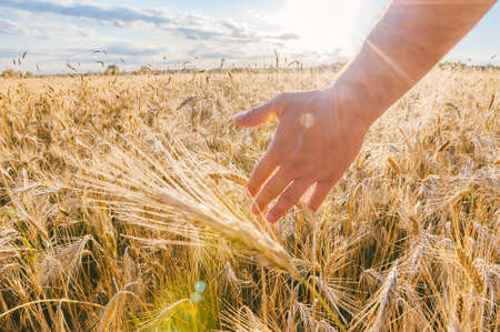 Man's hand over wheat. against the background of the field at sunset time