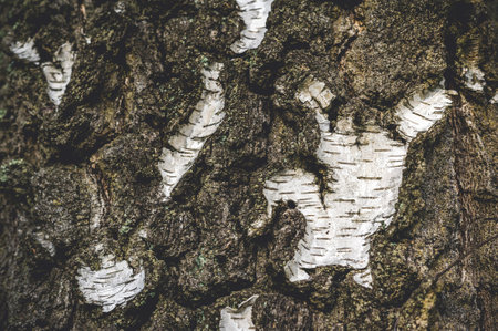 Close-up Texture of birch tree with white brown bark