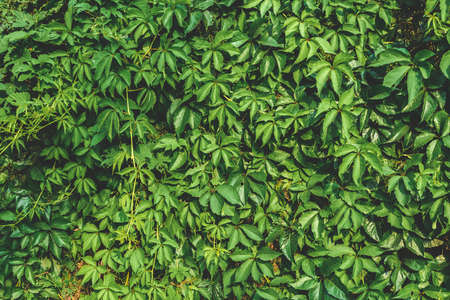 Close-up, overgrown wall of green ivyの写真素材