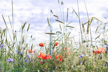 Close-up, wild flowers red poppy and cornflowersの写真素材