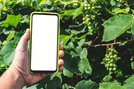 Smartphone mockup in a man's hand. Against the background of a green bunch of grapes on a bushの写真素材