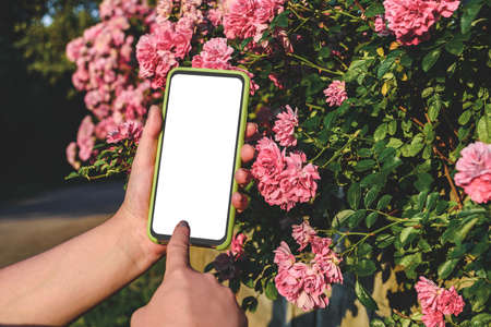 Close-up, Mockup of smartphone in female hands. Against the background of growing pink rosesの写真素材