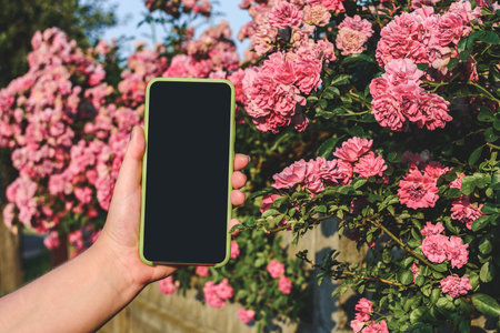 phone female hand. Against the background of growing pink rosesの写真素材