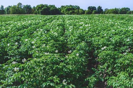 Fields with green flowering potato bushesの写真素材