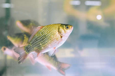 Close-up of a carp swimming in an aquarium in a supermarketの写真素材
