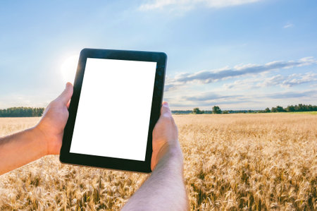 Close-up, mock-up tablet in the hands of a man. Against the background of a field with ears of wheat...