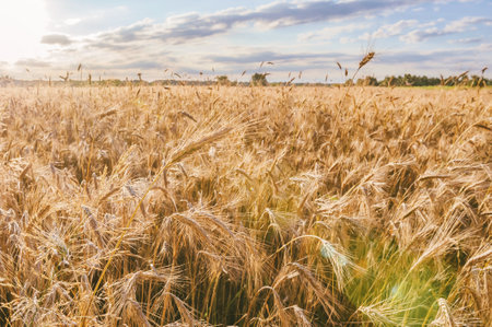 Spikelets of wheat in sunny weather on the background of the field.の写真素材