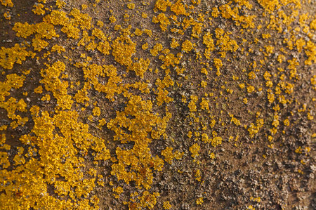 Close-up of yellow lichen. Natural backgroundの写真素材