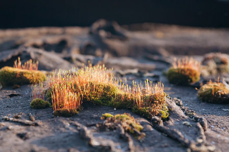 Close-up of microgreen sprouts on moss on the ground. Natural backgroundの写真素材