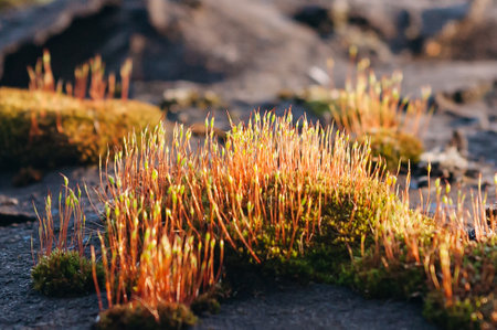 Close-up of microgreen sprouts on moss on the ground. Natural backgroundの写真素材