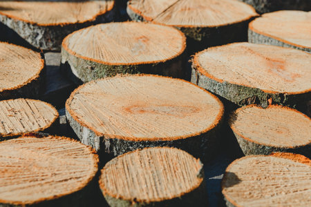 Close-up cross-section of tree rings and background textures surrounded by pine logs.の写真素材