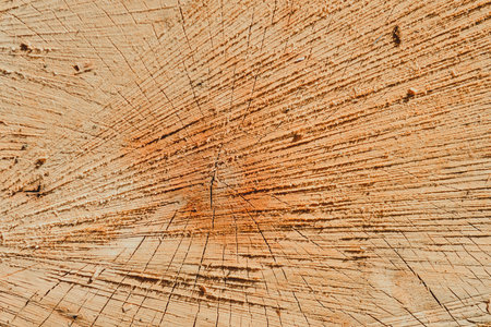 Close-up cross-section of tree rings and background textures surrounded by pine logs.の写真素材