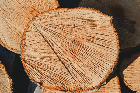 Close-up cross-section of tree rings and background textures surrounded by pine logs.の写真素材