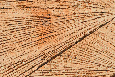 Close-up cross-section of tree rings and background textures surrounded by pine logs.の写真素材