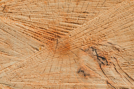 Close-up cross-section of tree rings and background textures surrounded by pine logs.の写真素材