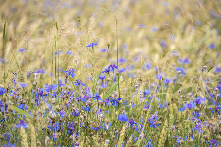 Close-up of blue cornflowers wildflowers. Natural background in the meadowの写真素材