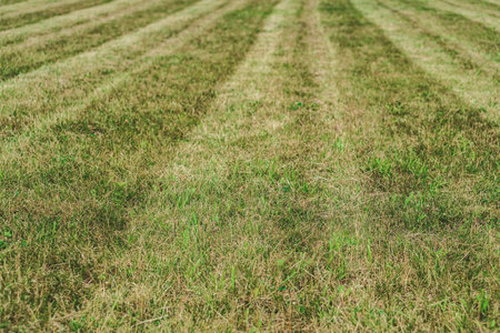 Background of green grass lawn on a summer dayの写真素材