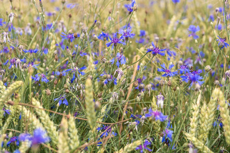 Close-up of blue cornflowers wildflowers. Natural background in the meadowの写真素材