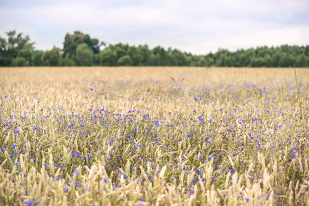 Natural background of fields of plants, flowers in a summer meadow outdoors in the countrysideの写真素材