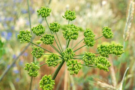 Close-up of a green hogweed bush, Heracleum. Selective focus backgroundの写真素材