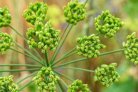 Close-up of a Heracleum flower, cow parsnip or toxic hogweedの写真素材