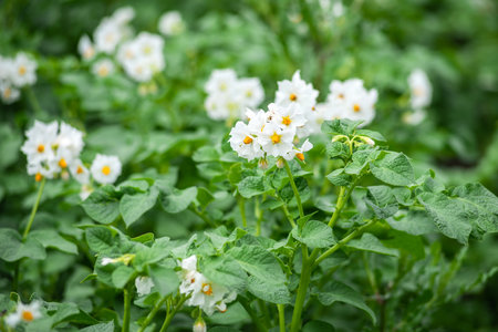 Close-up of white blooming potato flowers. Background of green vegetable bushes on nature in a field in the countryside.の写真素材