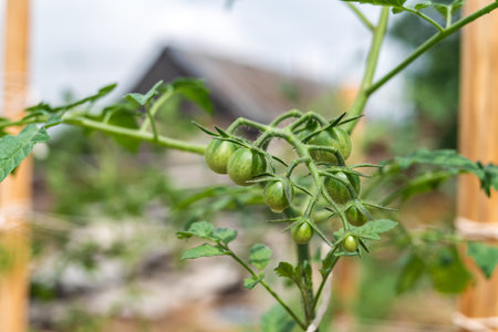 Close-up of organic small green tomatoes growing on tomato branches. Rural backgroundの写真素材