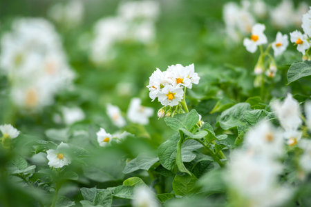 Close-up of white blooming potato flowers. Background of green vegetable bushes on nature in a field in the countryside.の写真素材