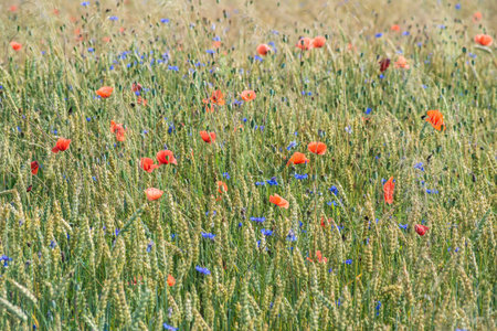 Background of a field of plants flowers on a summer meadow outdoors in the countrysideの写真素材