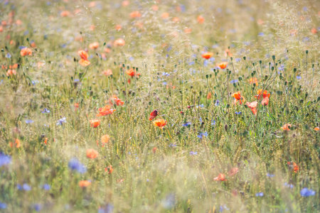 Background of a field of plants flowers on a summer meadow outdoors in the countrysideの写真素材