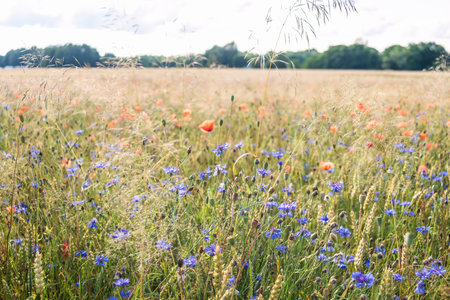 Background of a field of plants flowers on a summer meadow outdoors in the countrysideの写真素材