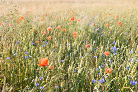 Background of a field of plants flowers on a summer meadow outdoors in the countrysideの写真素材