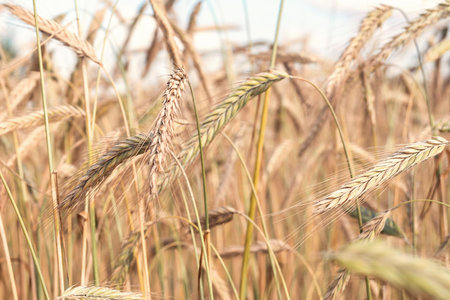 Close-up, background of wheat ears on a field in the countrysideの写真素材