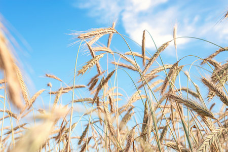 Close-up Background of ripening ears of wheat golden field. Beautiful nature. Rural landscapes under shining sunlight. Rich harvest conceptの写真素材