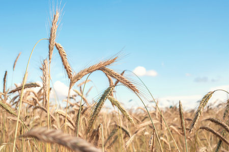 Close-up Background of ripening ears of wheat golden field. Beautiful nature. Rural landscapes under...