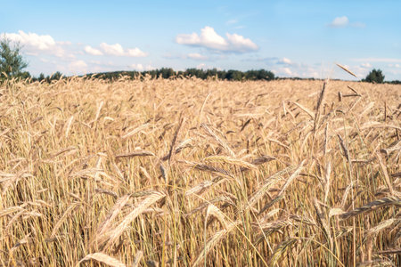 Background of ripening ears of yellow field of wheat. on a bright sunny day. Copy space blue sky with clouds on the horizon in rural nature meadow. The idea of a rich harvest. Close-upの写真素材
