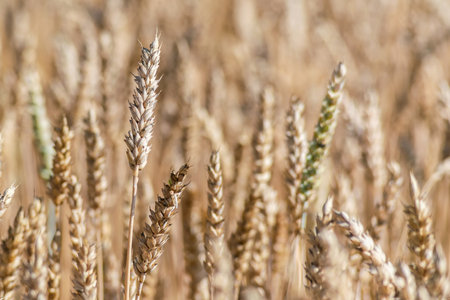 Close-up, background of wheat ears on a field in the countrysideの写真素材