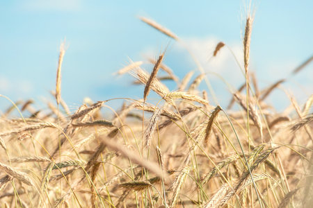 Background of ripening ears of yellow field of wheat. on a bright sunny dayの写真素材