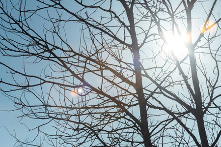Close-up, sunset tree with a ray of sunshine backgroundの写真素材