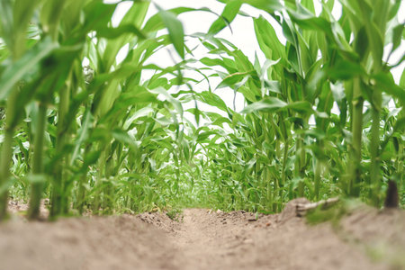 Background. Close-up of green young rows of corn in a field