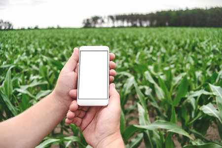 Close-up Mockup of a smartphone in the hands of a man. Background of green young corn fieldの写真素材
