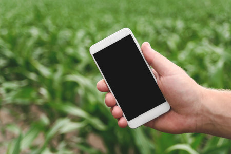 Close-up of a phone in a man's hand. Background of green young rows of corn in a fieldの写真素材