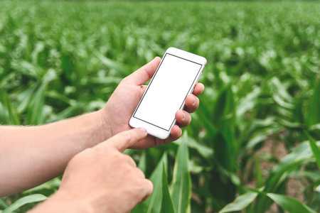 Close-up Mockup of a smartphone in the hands of a man. Background of green young corn fieldの写真素材