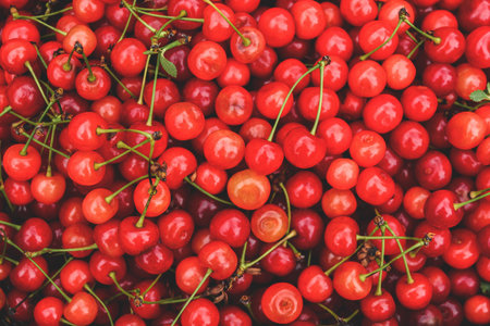 Close-up. Background of many red ripe cherriesの写真素材